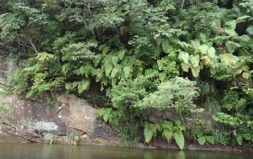 �N�~���^�J�����r�̌Q��